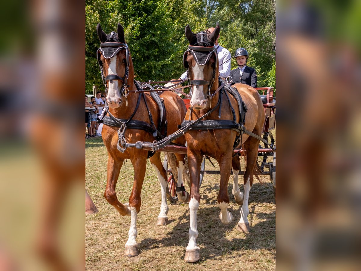 KWPN Gelding 7 years 15,3 hh Chestnut in Tahitotfalu