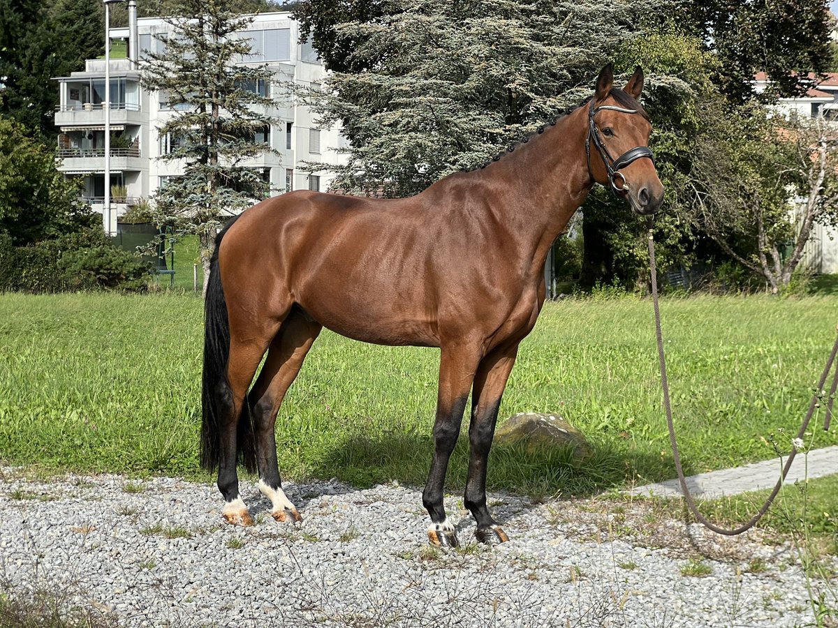 KWPN Gelding 7 years 16,1 hh Brown in Reinach AG