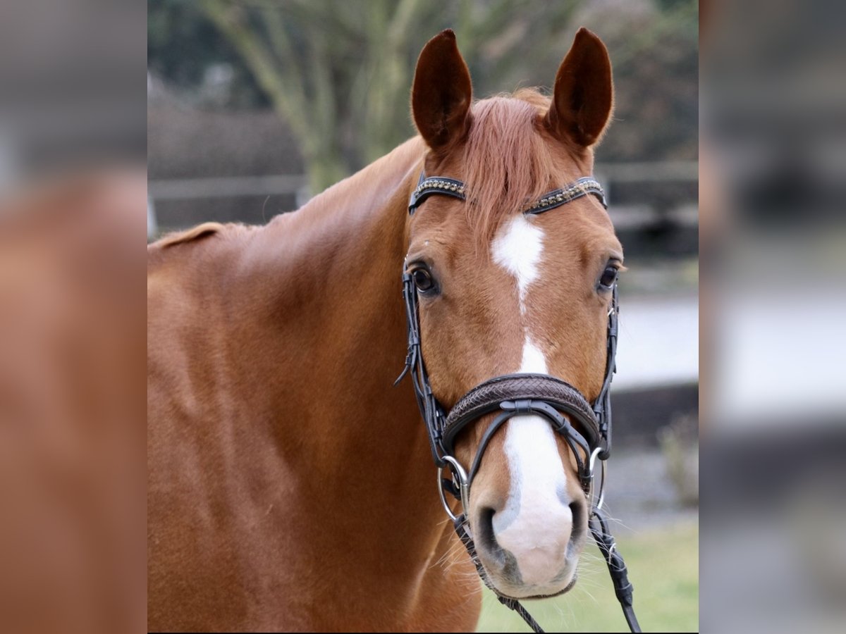 KWPN Gelding 7 years 16,1 hh Chestnut-Red in Erftstadt