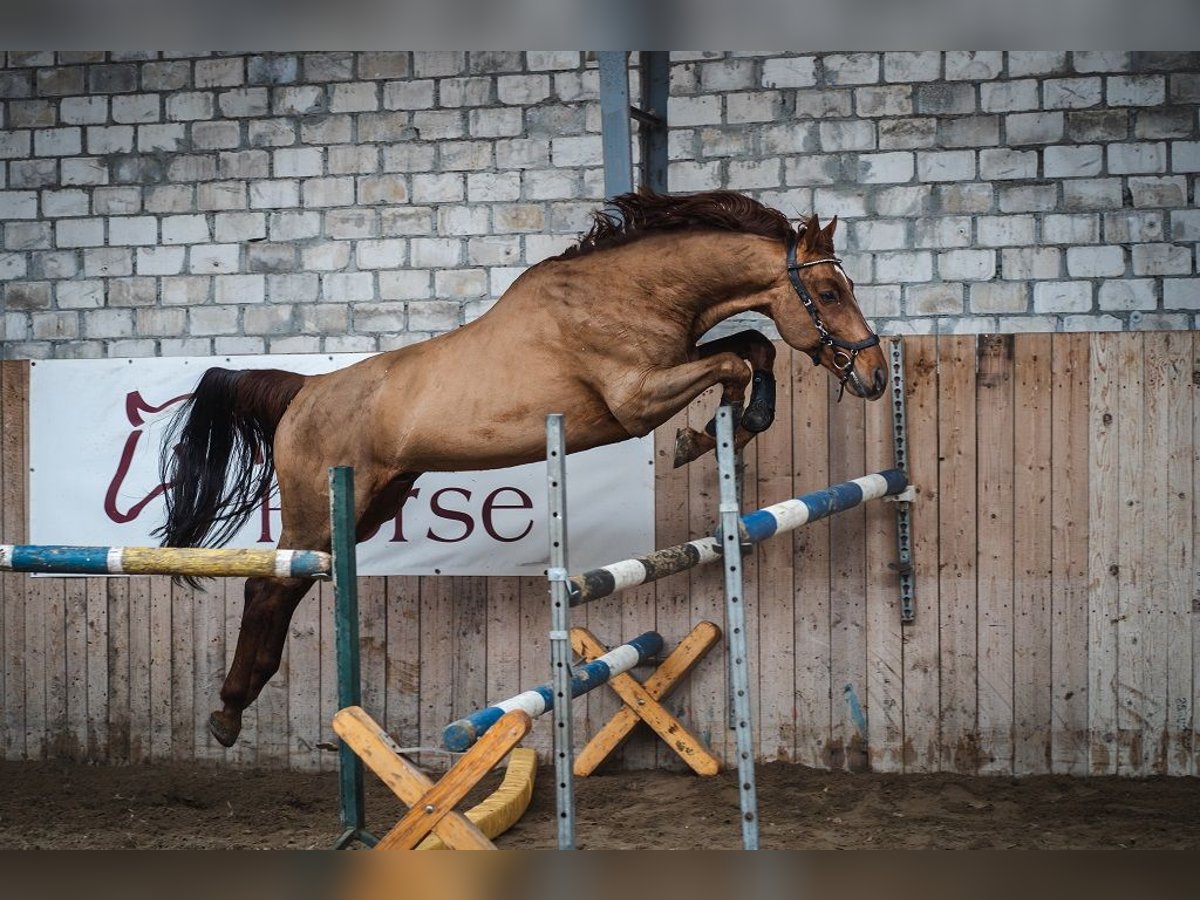 KWPN Gelding 7 years 16,1 hh Chestnut-Red in Wysogotowo