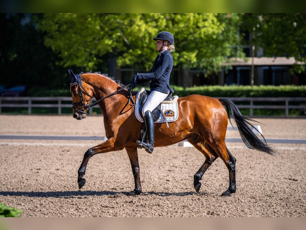 KWPN Gelding 7 years 16,1 hh in Riga