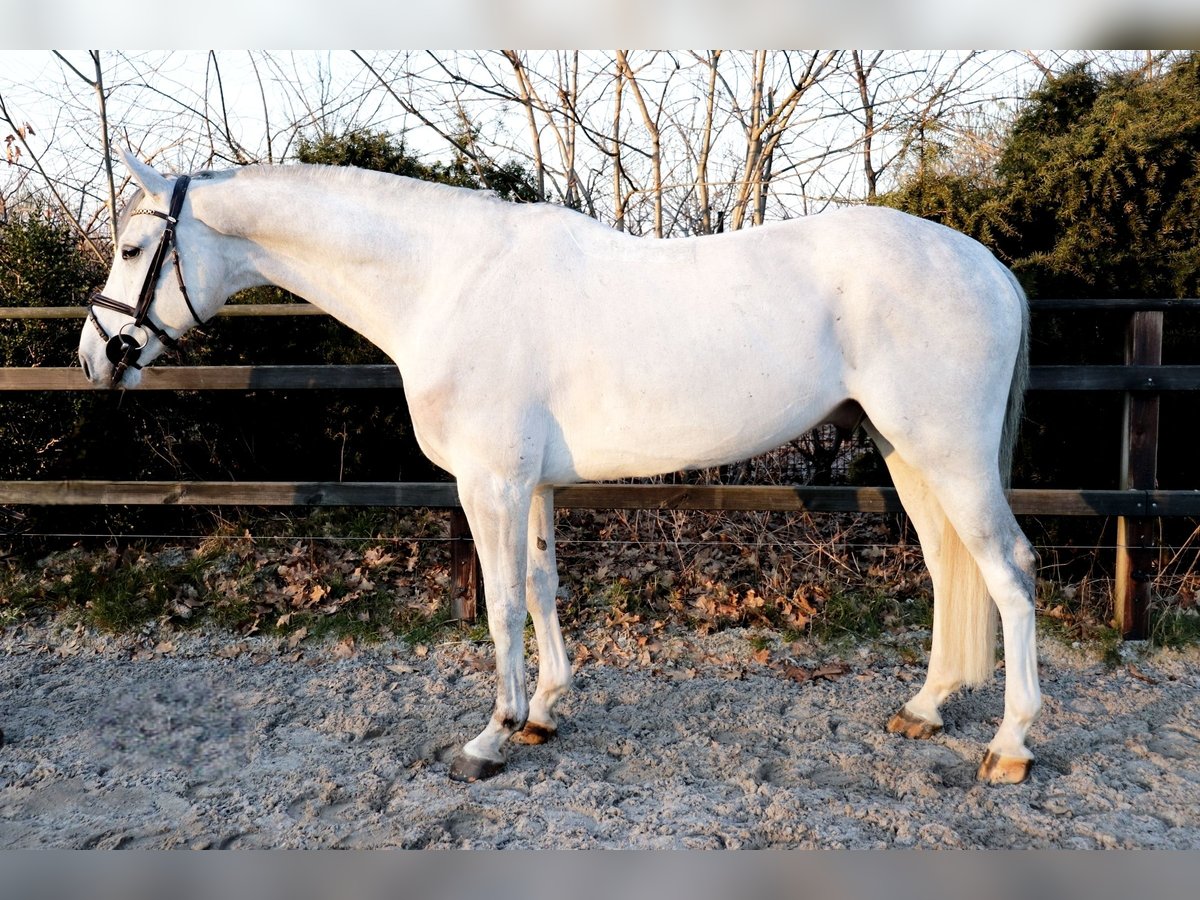 KWPN Gelding 7 years 16,1 hh Gray in Meppen