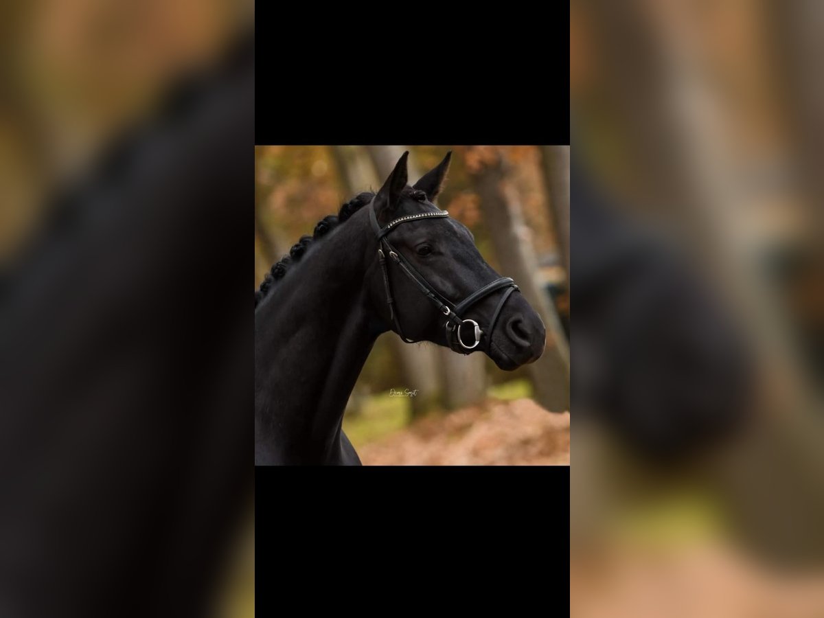 KWPN Gelding 7 years 16,2 hh Black in Oploo