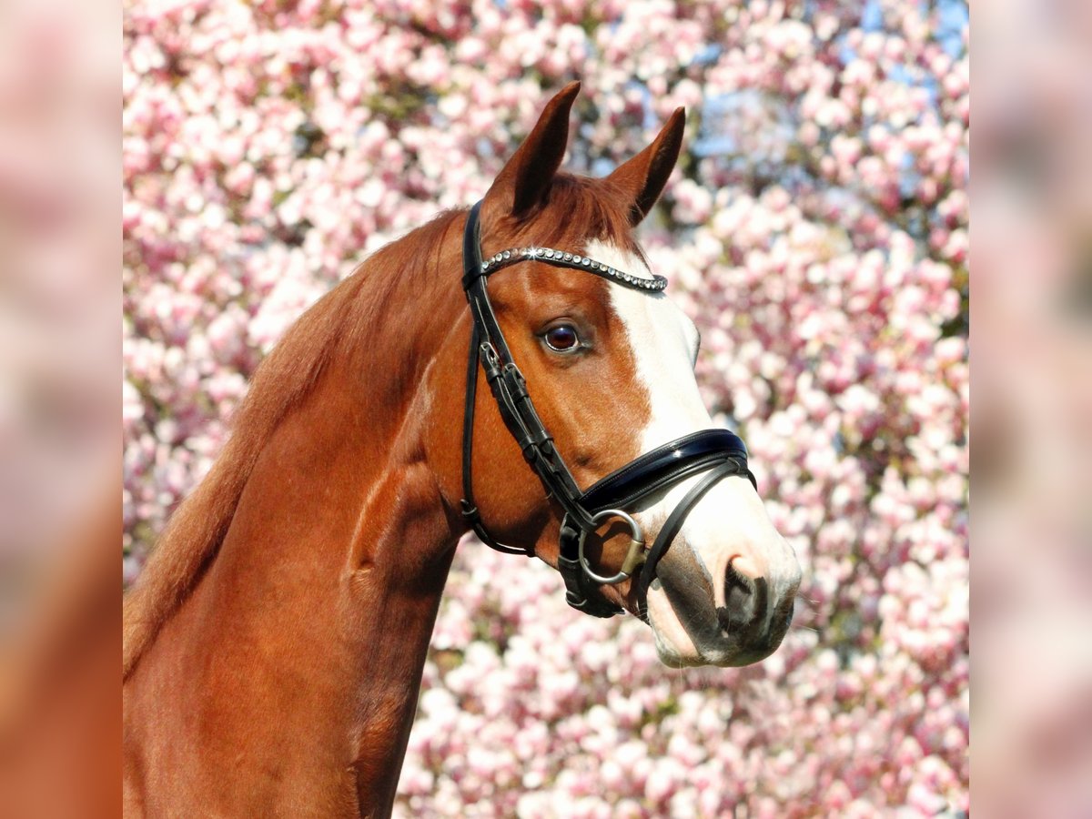 KWPN Gelding 7 years 16,2 hh Chestnut-Red in Ulft