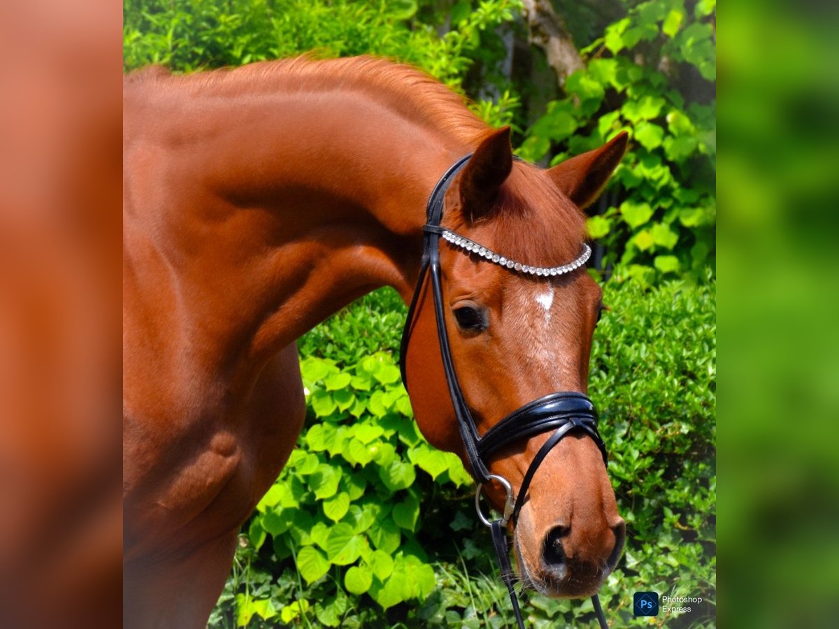 KWPN Gelding 7 years 16,3 hh Chestnut-Red in Dormagen