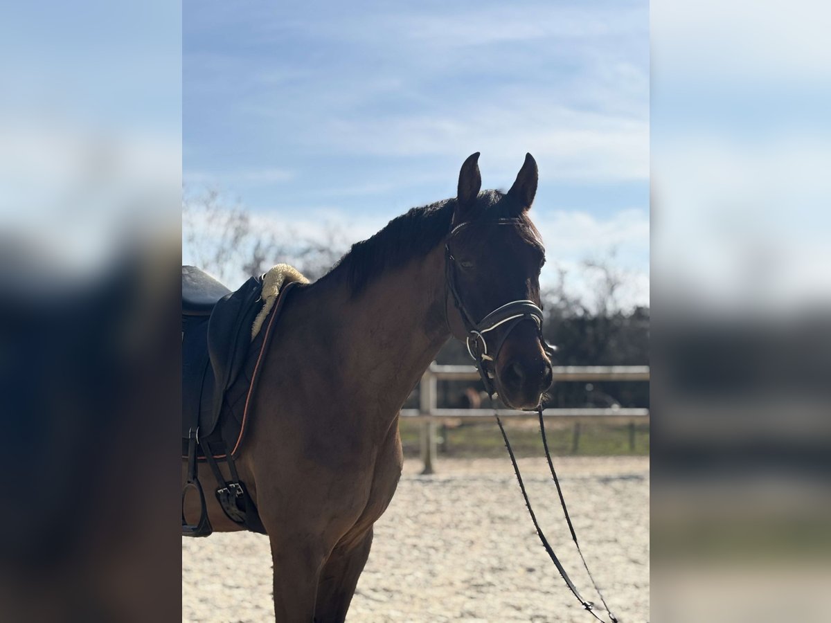 KWPN Gelding 7 years 16 hh Bay-Dark in Sardieu