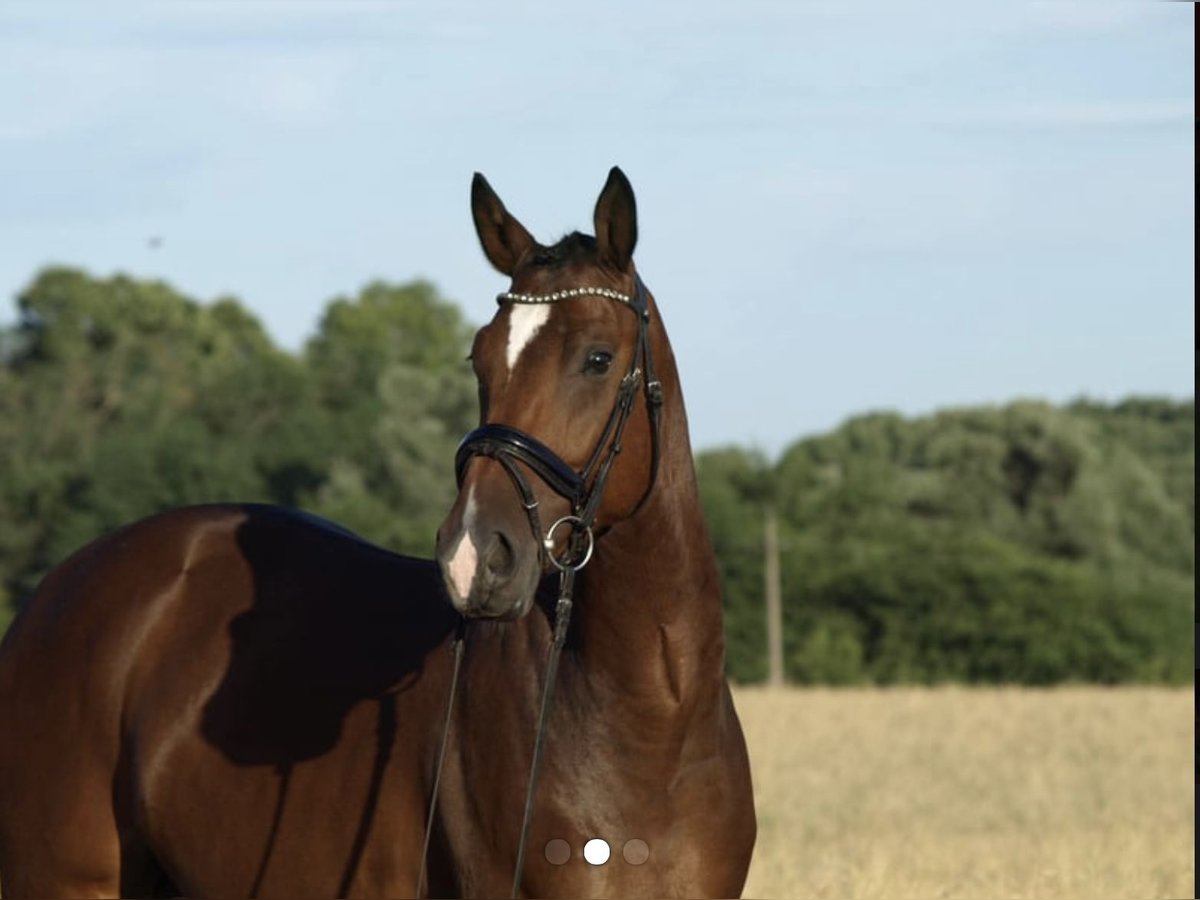 KWPN Gelding 7 years 16 hh Bay in Nagytarcsa