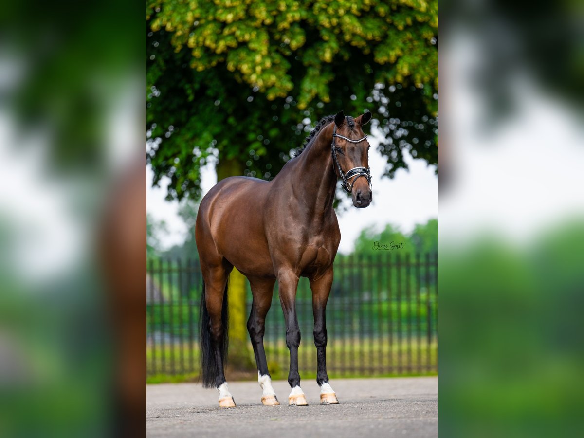 KWPN Gelding 7 years 16 hh Brown in Sint Agatha