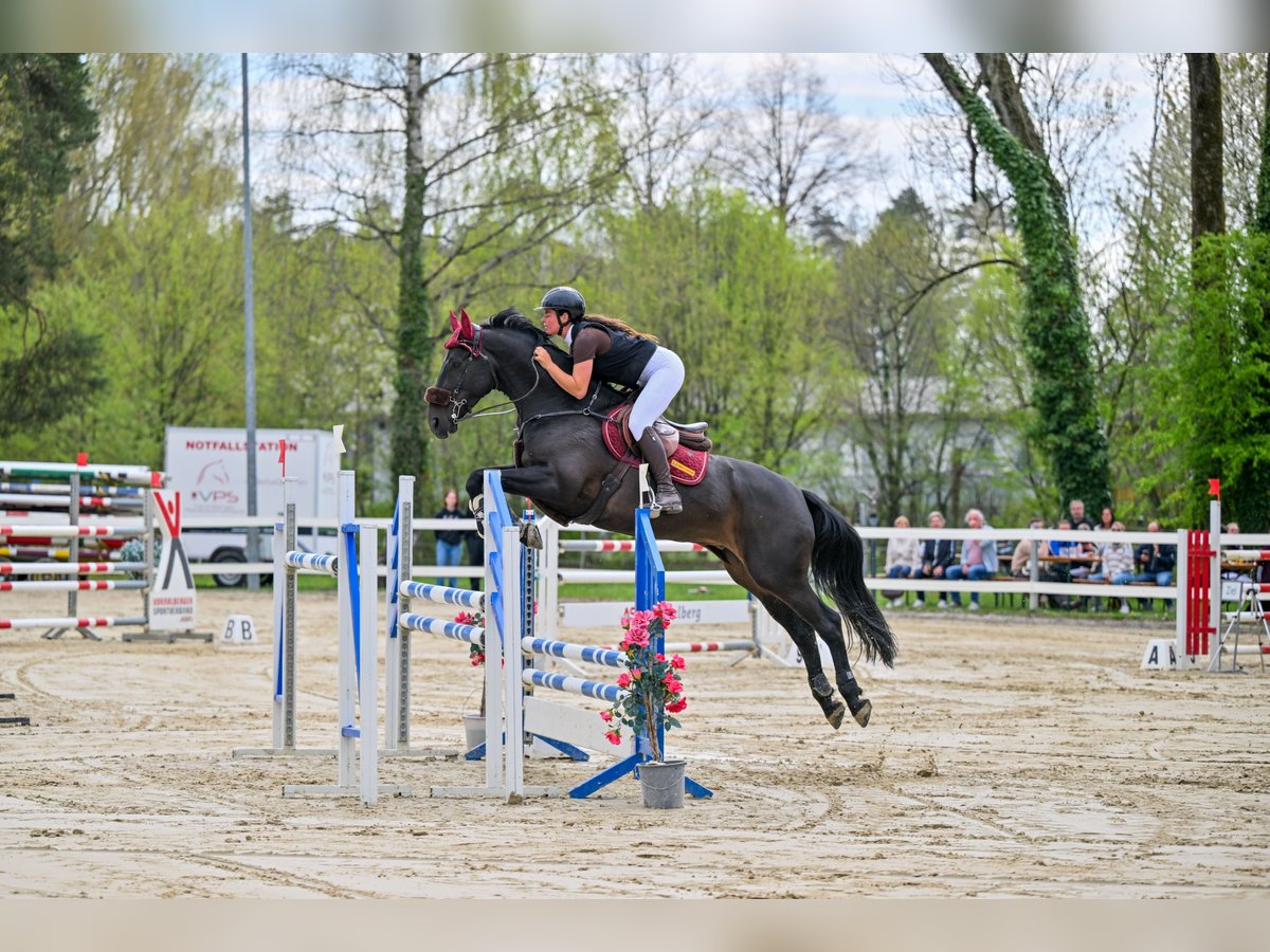 KWPN Gelding 7 years 16 hh in Schlins