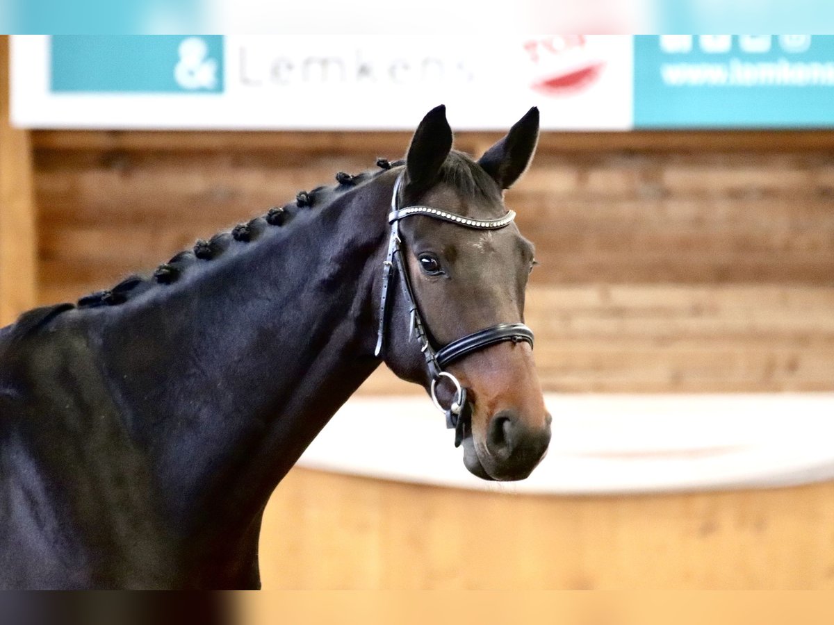 KWPN Gelding 7 years 16,1 hh Bay-Dark in GROTE-BROGEL