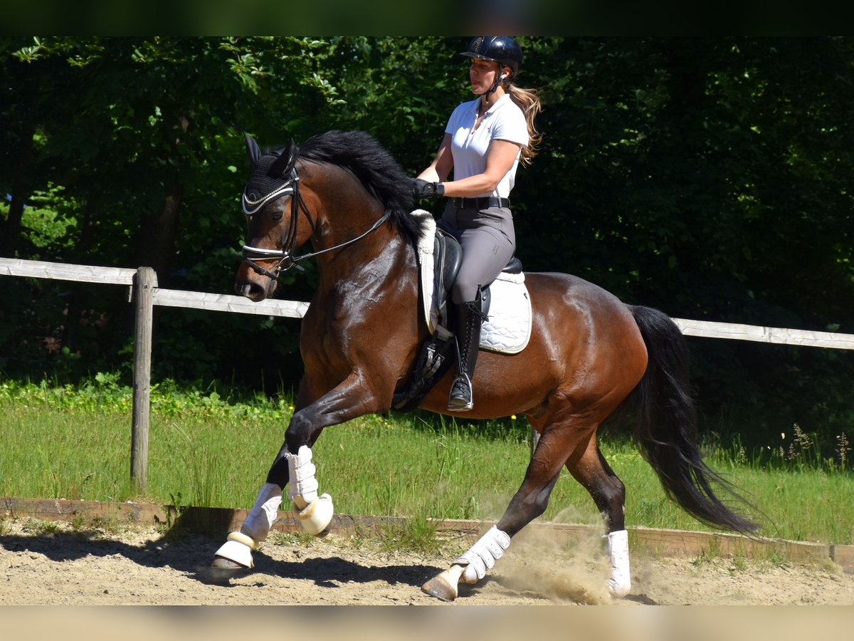 KWPN Gelding 7 years 16,1 hh Bay-Dark in Neuss