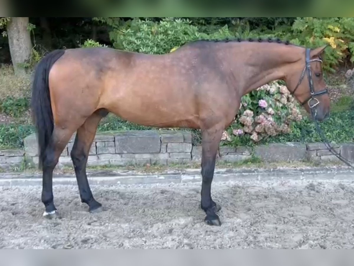 KWPN Gelding 7 years 16,1 hh Bay-Dark in Overath