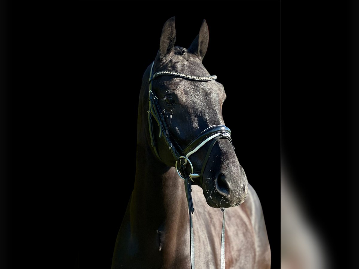 KWPN Gelding 7 years 16,1 hh Black in Renningen