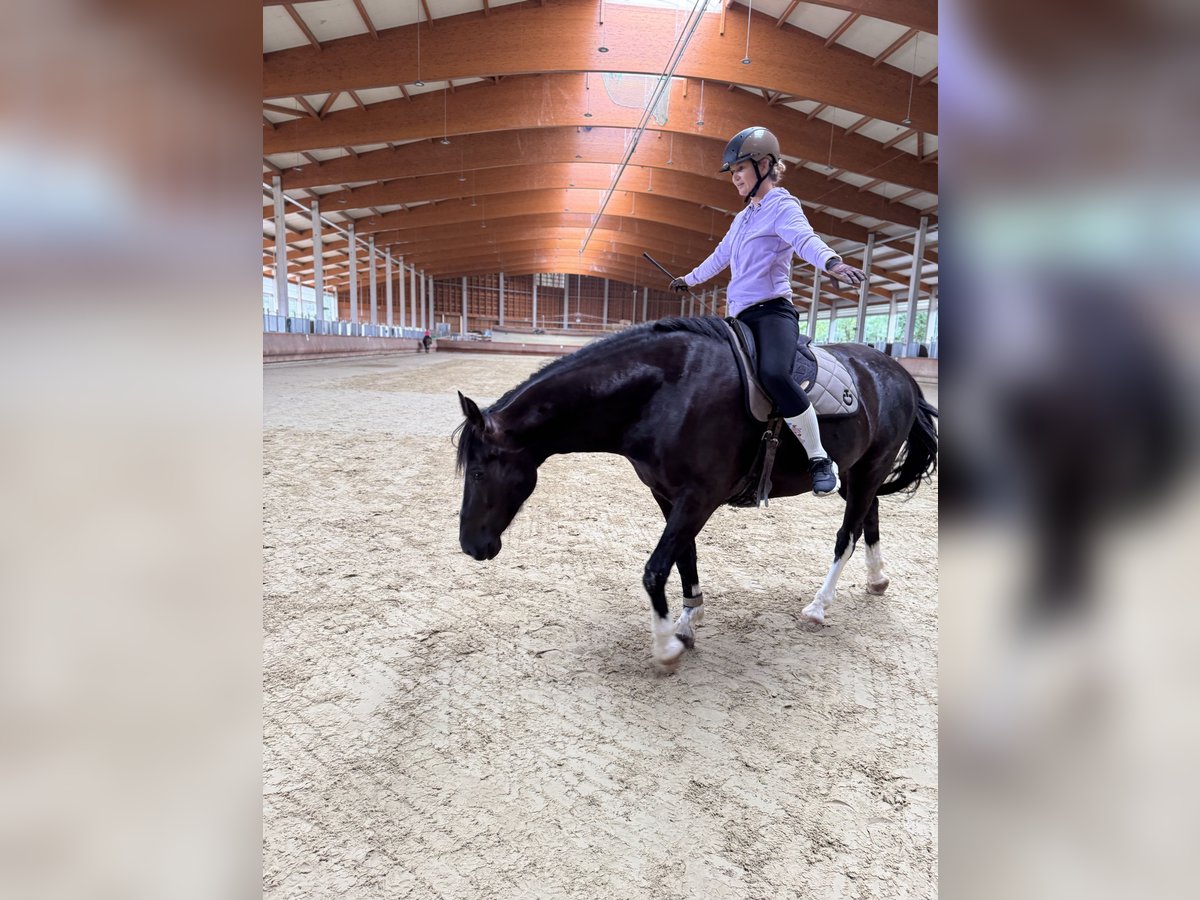 KWPN Gelding 7 years 16,1 hh Black in Greven