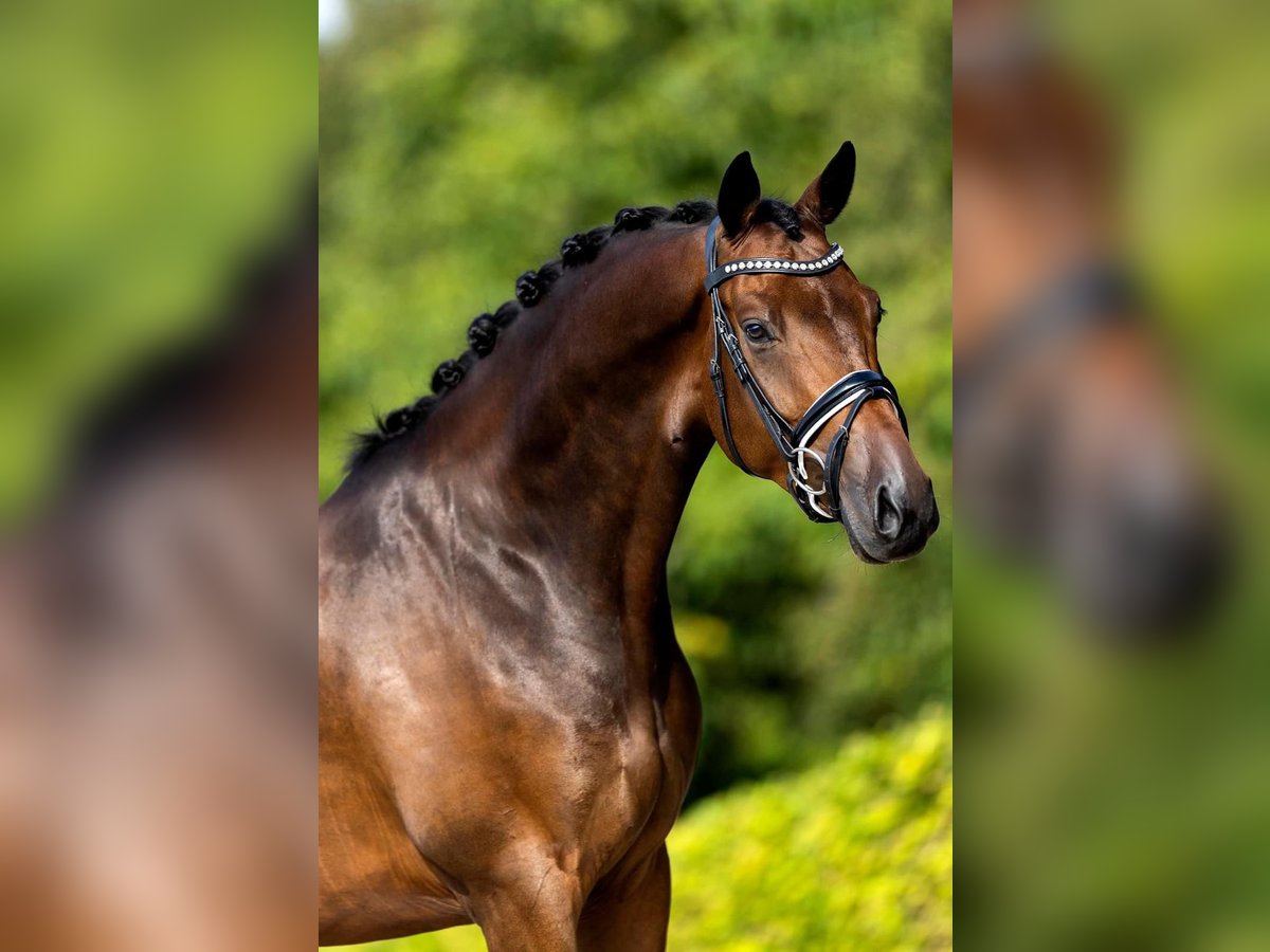 KWPN Gelding 7 years 16,1 hh Brown in Ammerzoden