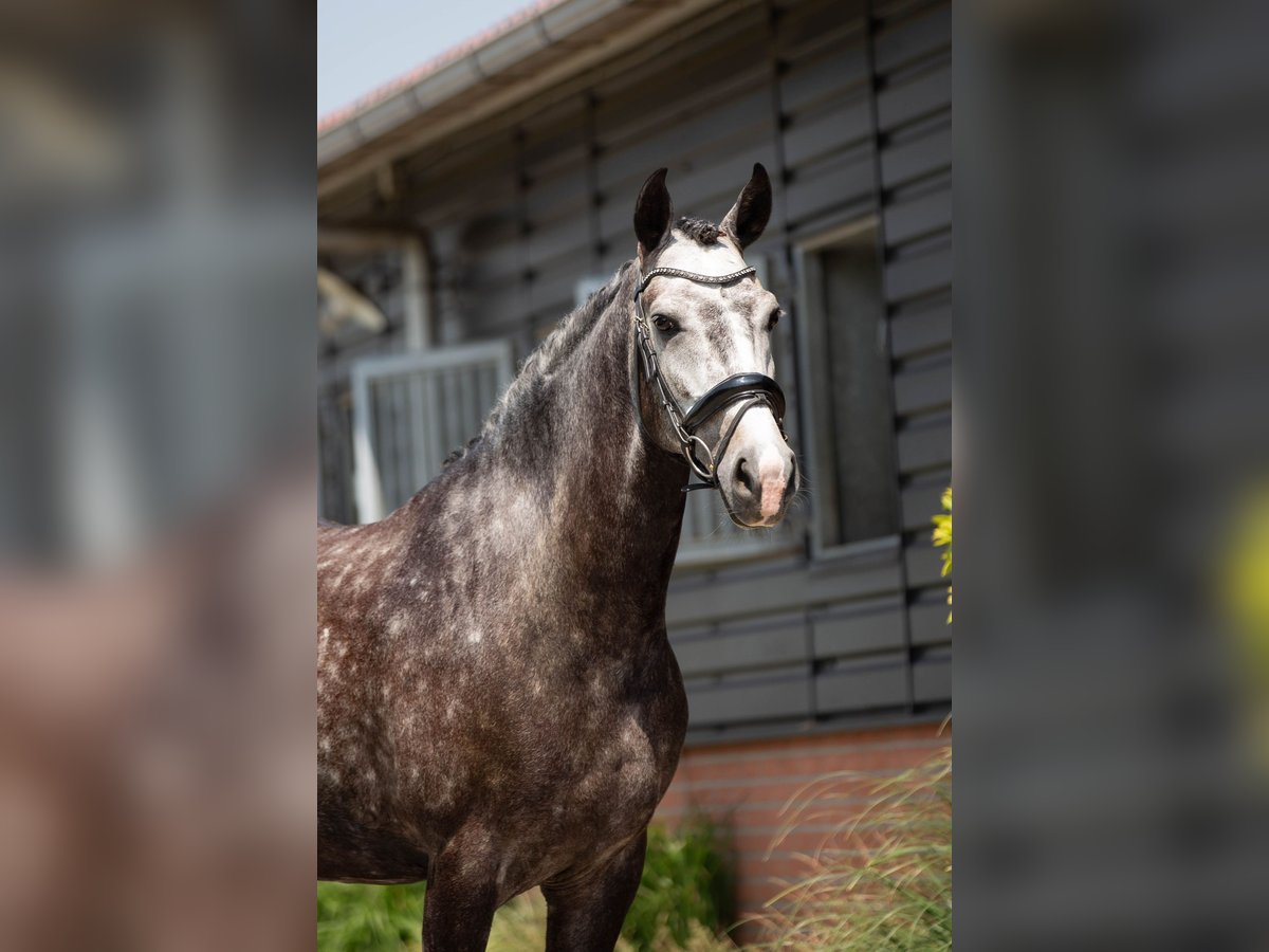 KWPN Gelding 7 years 16,1 hh Grey-Dapple in Spaarndam