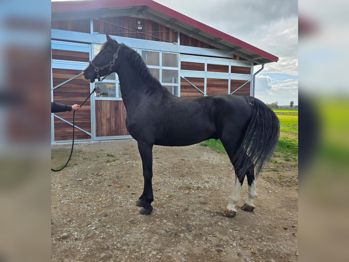 KWPN Gelding 7 years 16,2 hh Black in Friedland KWPN Gelding 7 years 16,2 hh Black in Friedland