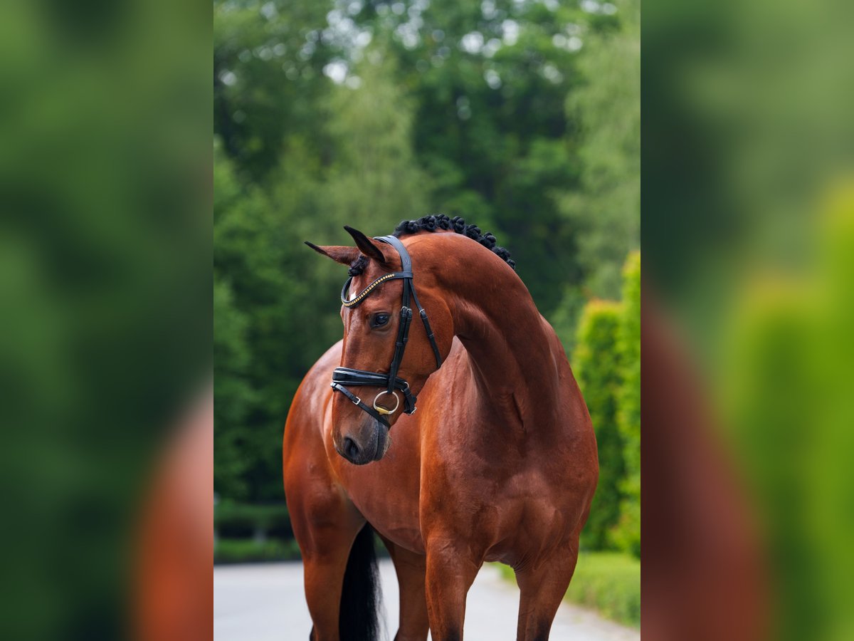KWPN Gelding 7 years 16,2 hh Brown in Mol