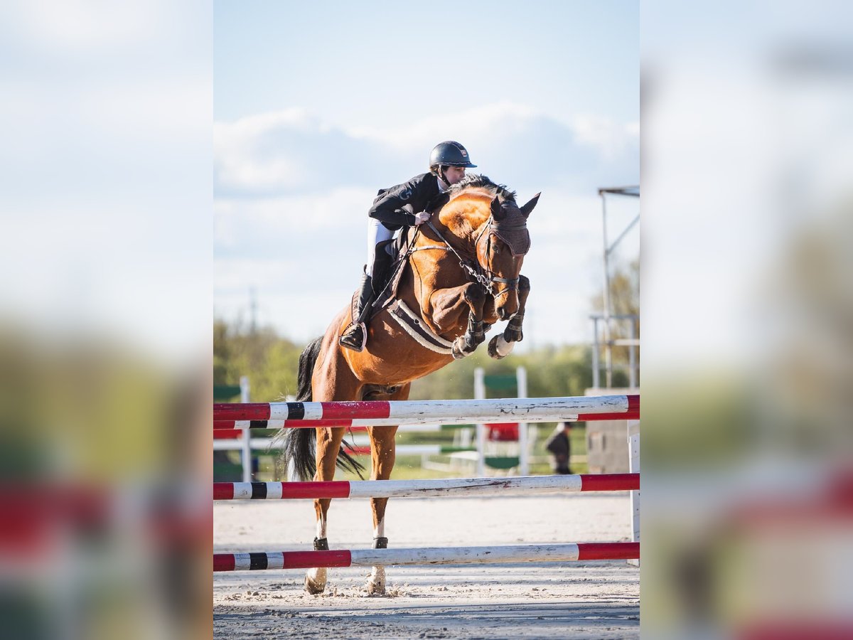 KWPN Gelding 7 years 16,2 hh Brown in Brno