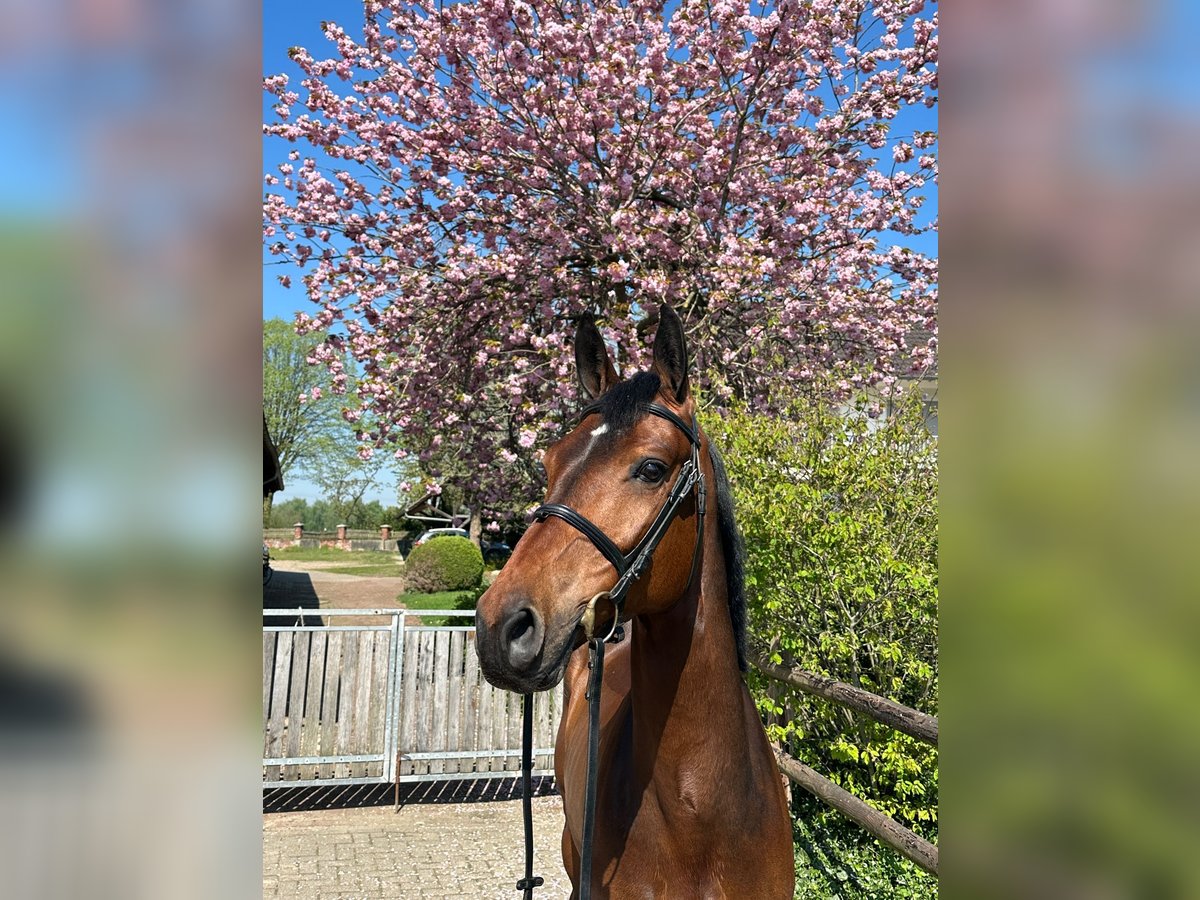 KWPN Gelding 7 years 16,2 hh Brown in Telgte