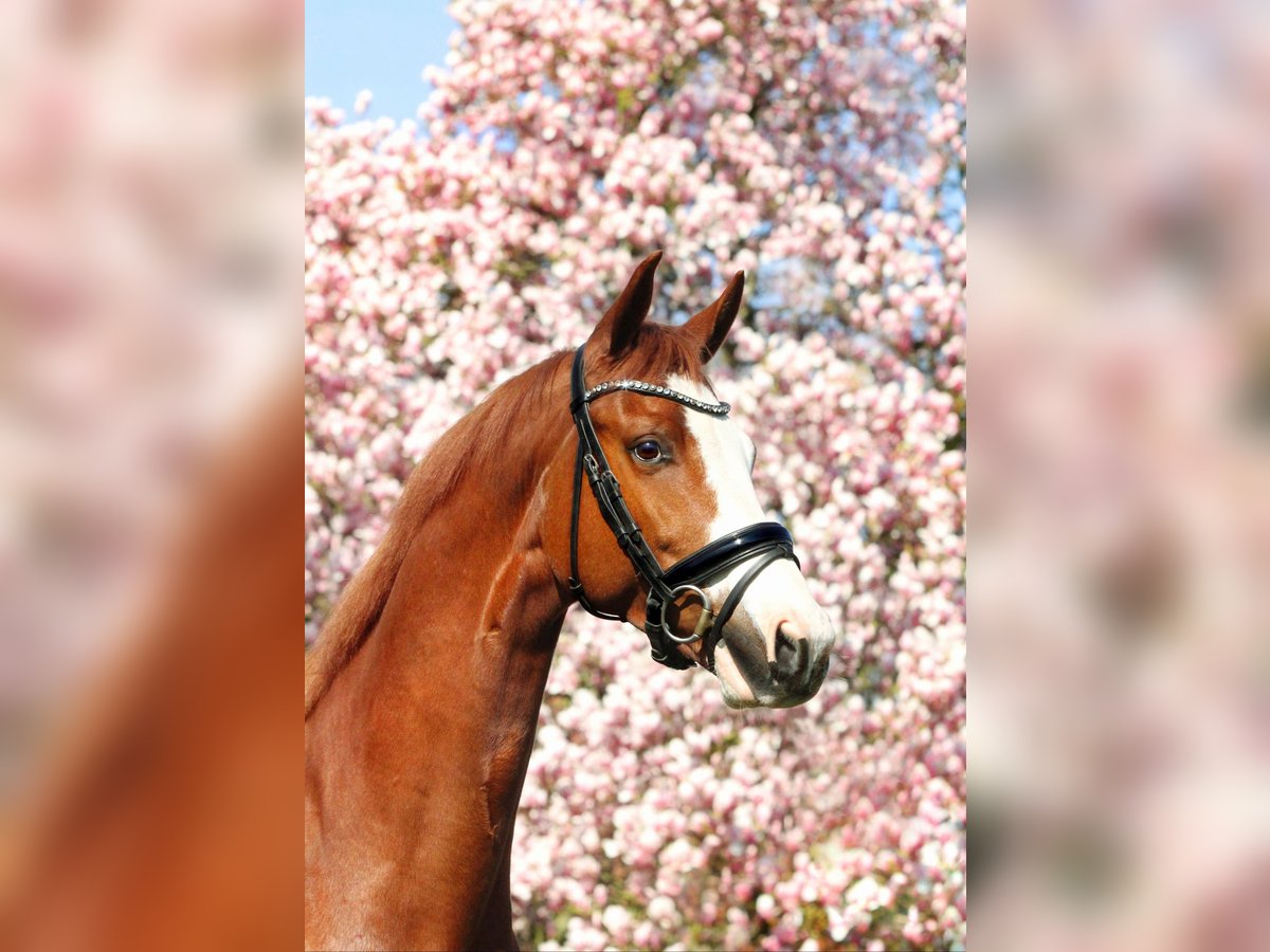 KWPN Gelding 7 years 16,2 hh Chestnut-Red in Ulft