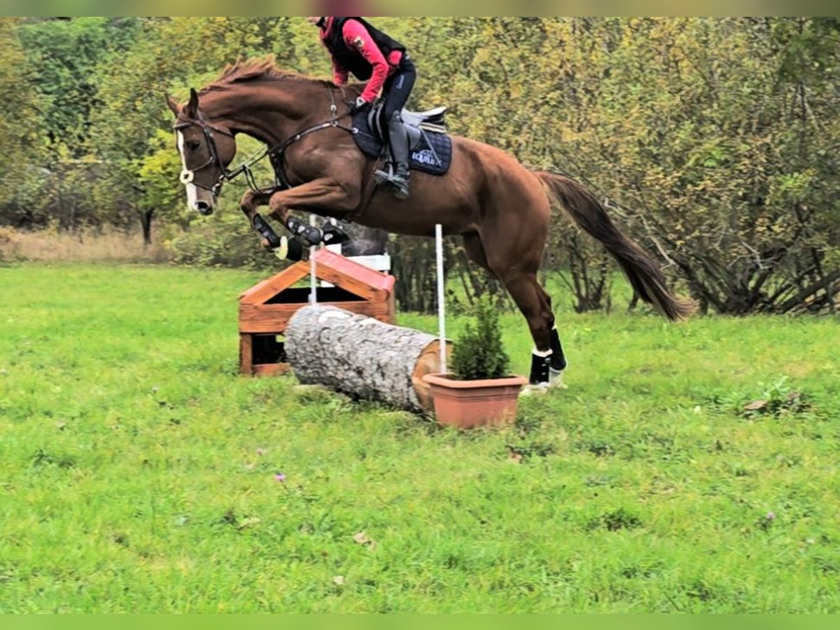 KWPN Gelding 7 years 17 hh Chestnut-Red in Hof