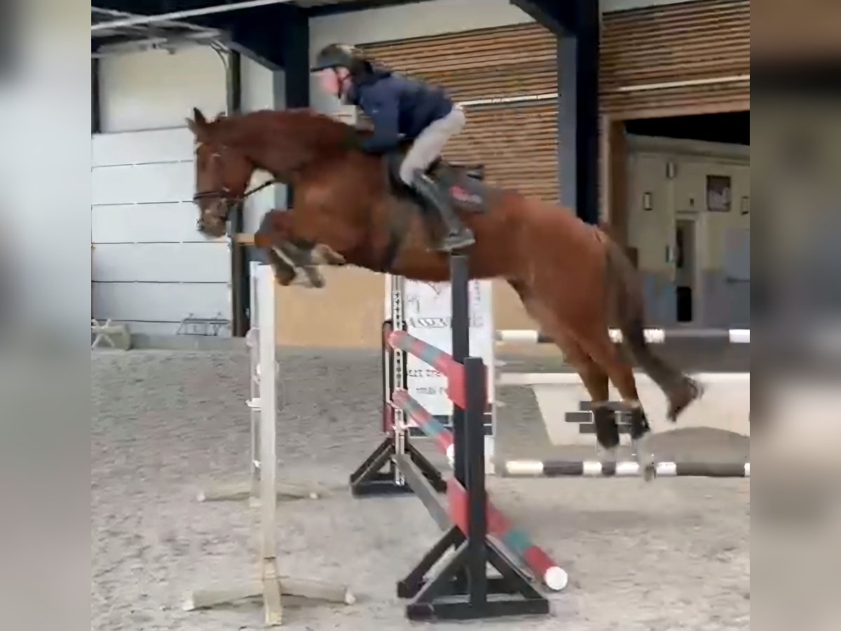 KWPN Gelding 7 years 17 hh Chestnut-Red in Zwickau