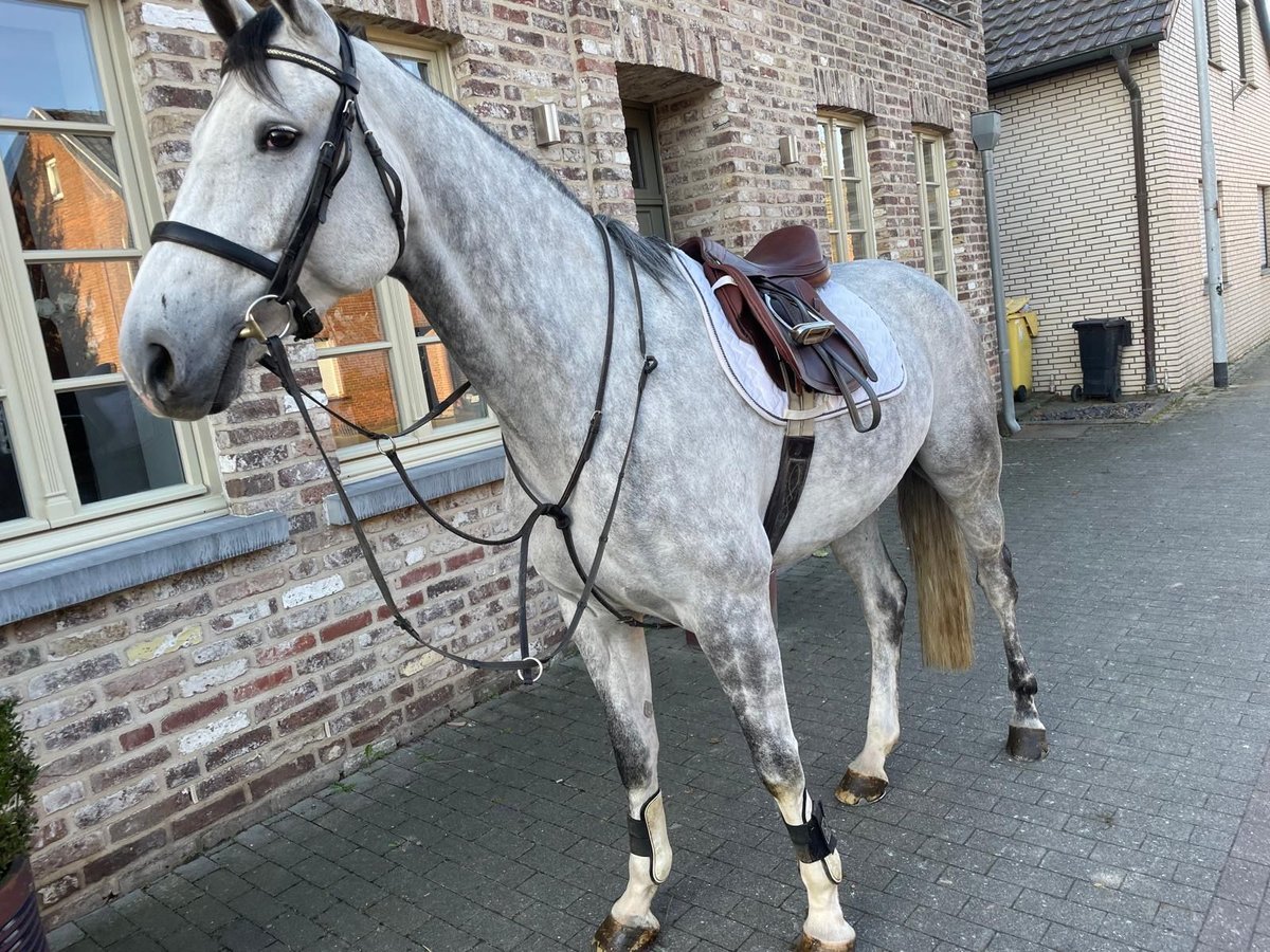 KWPN Gelding 7 years 17 hh Gray-Dapple in Schwalmtal