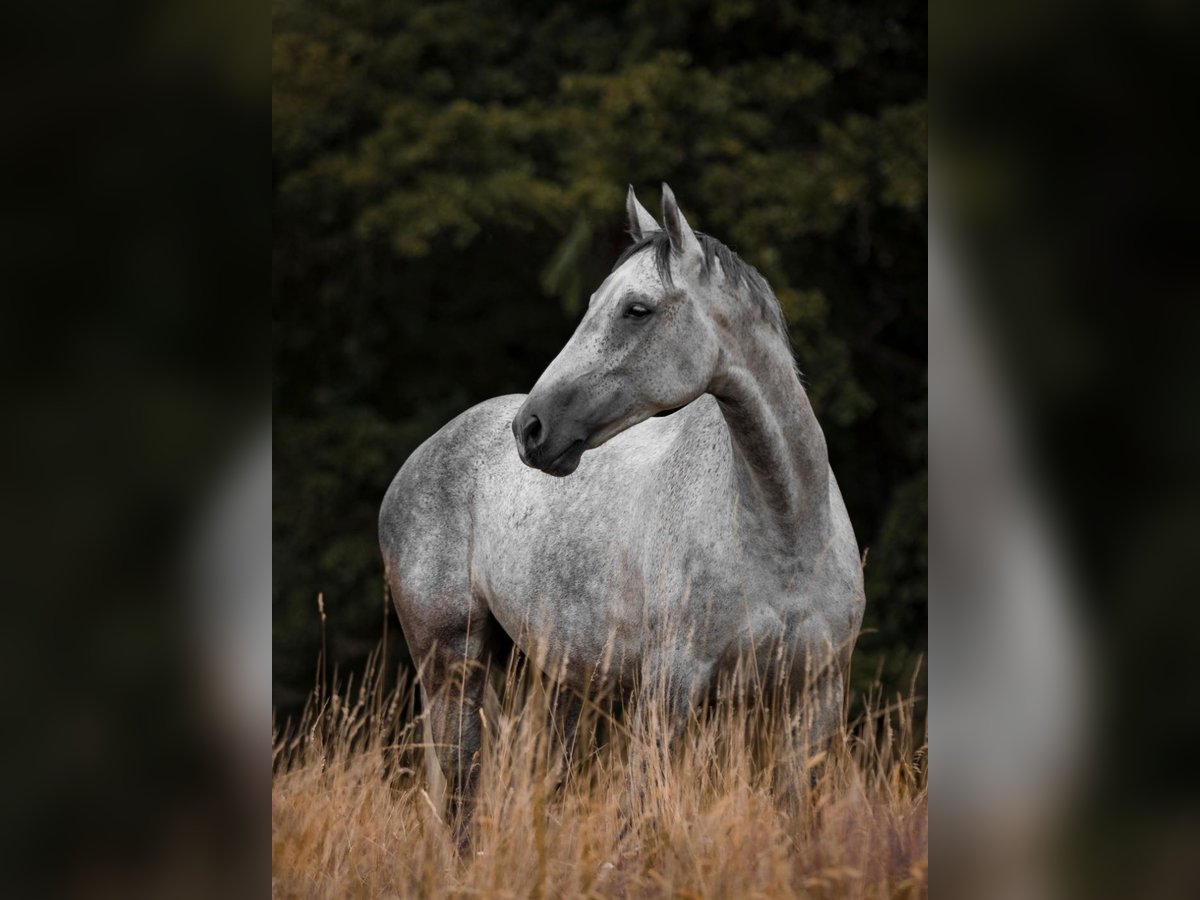 KWPN Gelding 7 years 17 hh Grey in Pegnitz