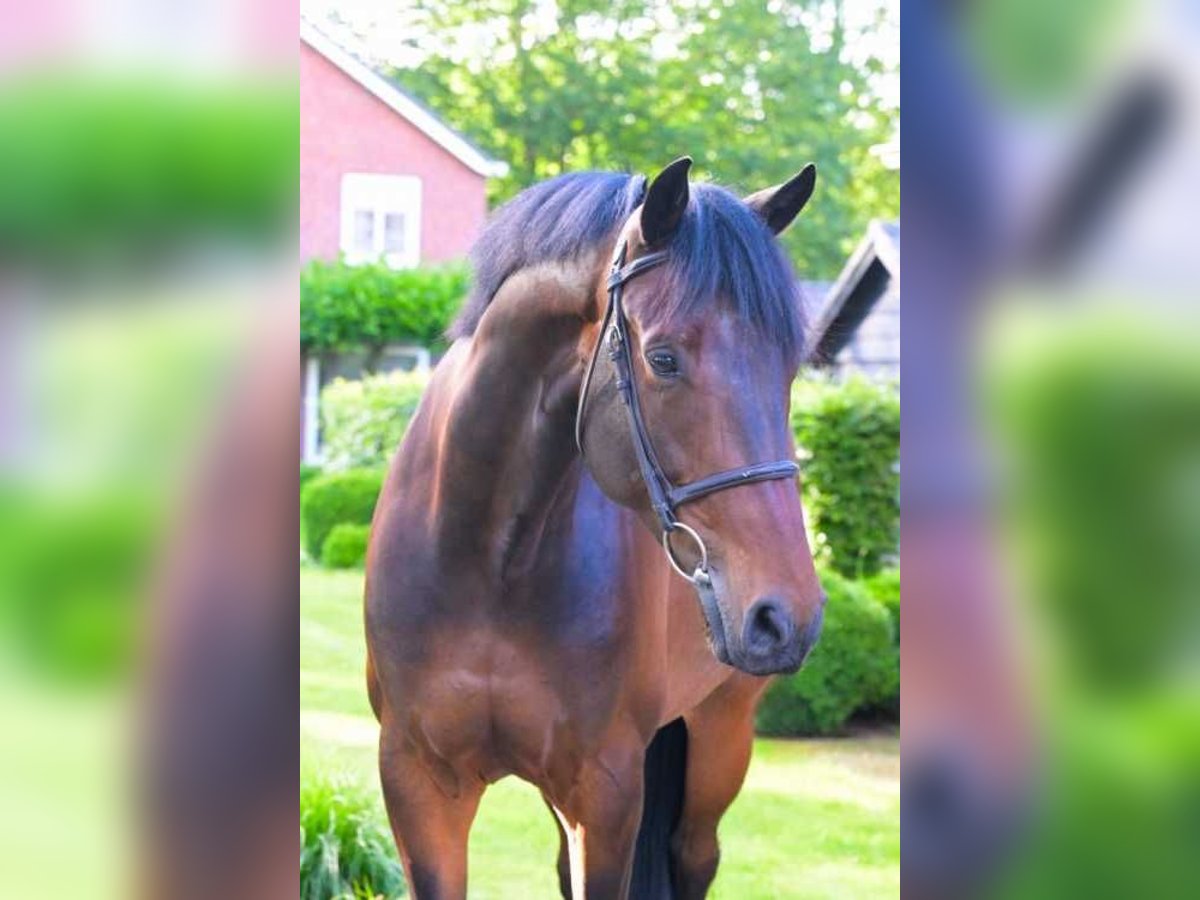 KWPN Gelding 8 years 16,1 hh Bay-Dark in Einbeck