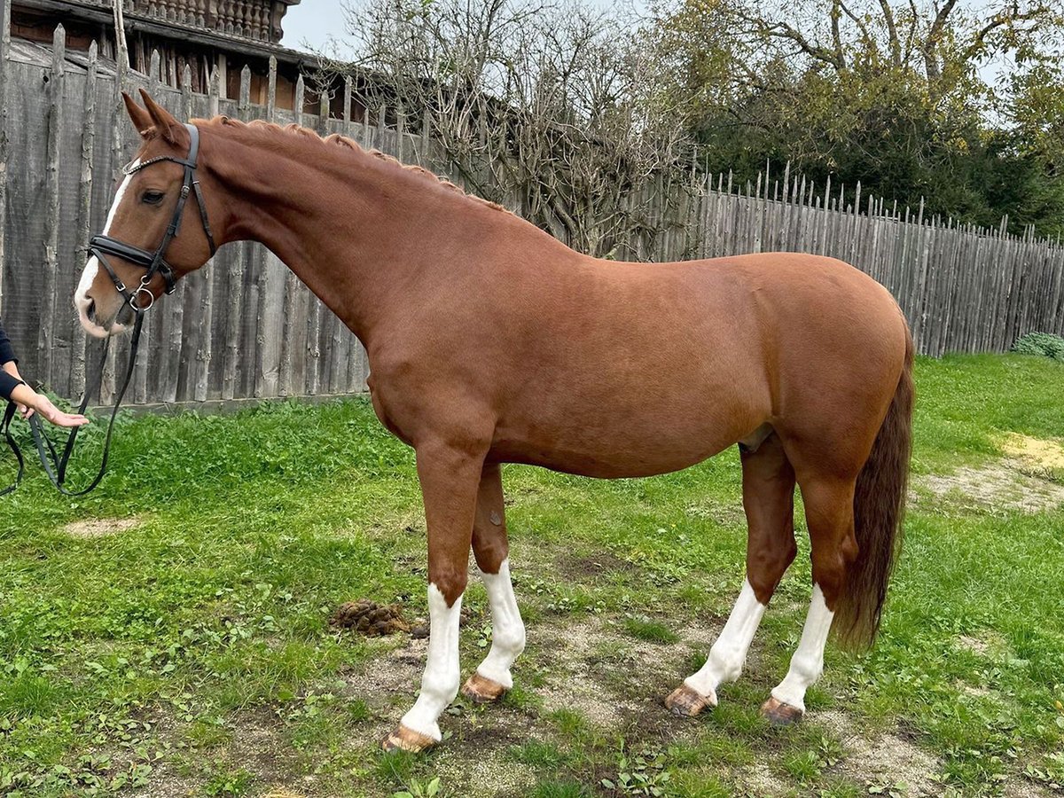 KWPN Gelding 8 years 16,1 hh Chestnut-Red in Isernhagen