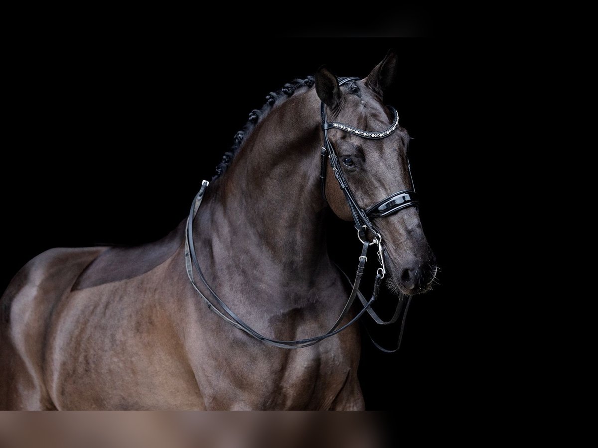 KWPN Gelding 8 years 16,2 hh Bay-Dark in Kwadijk