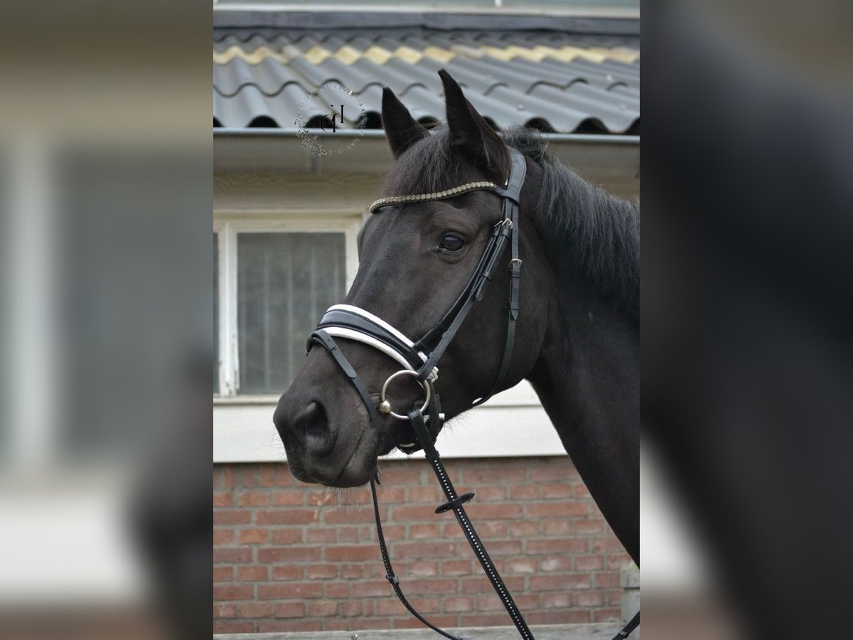 KWPN Gelding 8 years 16,2 hh Black in Baracs