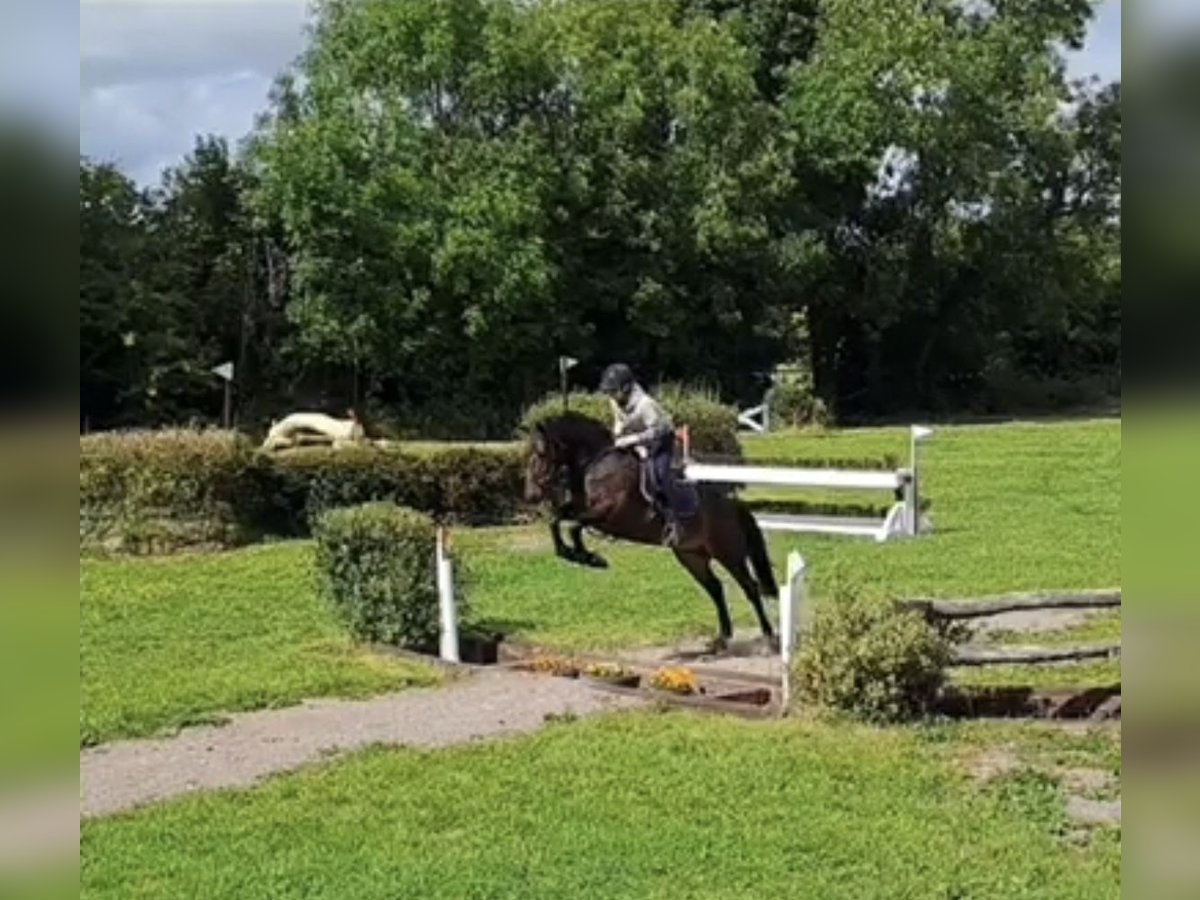 KWPN Gelding 8 years 16,3 hh Chestnut-Red in Bilthoven