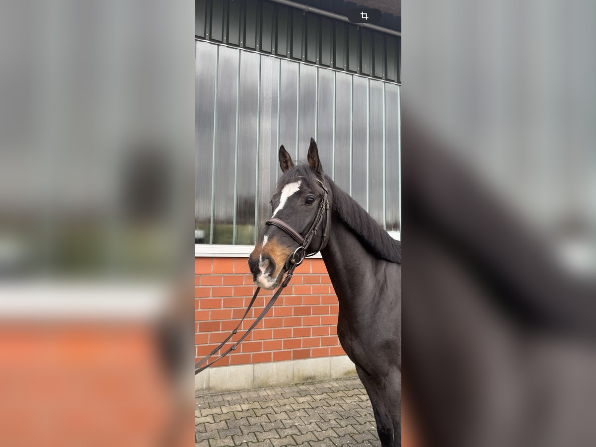 KWPN Gelding 8 years 16,1 hh Bay-Dark in Wipperf&#xFC;rth