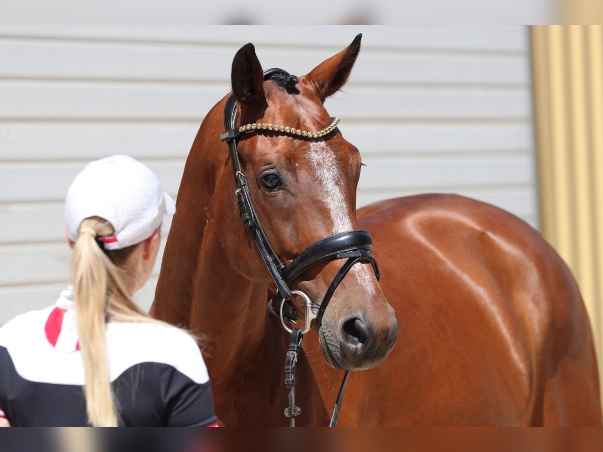 KWPN Gelding 8 years 16,1 hh Brown in Erftstadt KWPN Gelding 8 years 16,1 hh Brown in Erftstadt