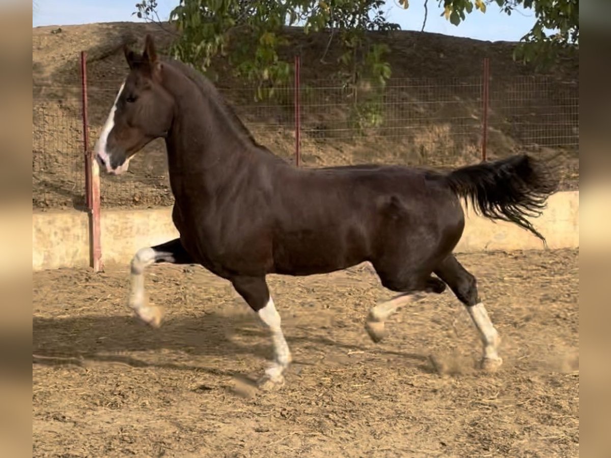 KWPN Gelding 8 years 16,2 hh Brown in Argos