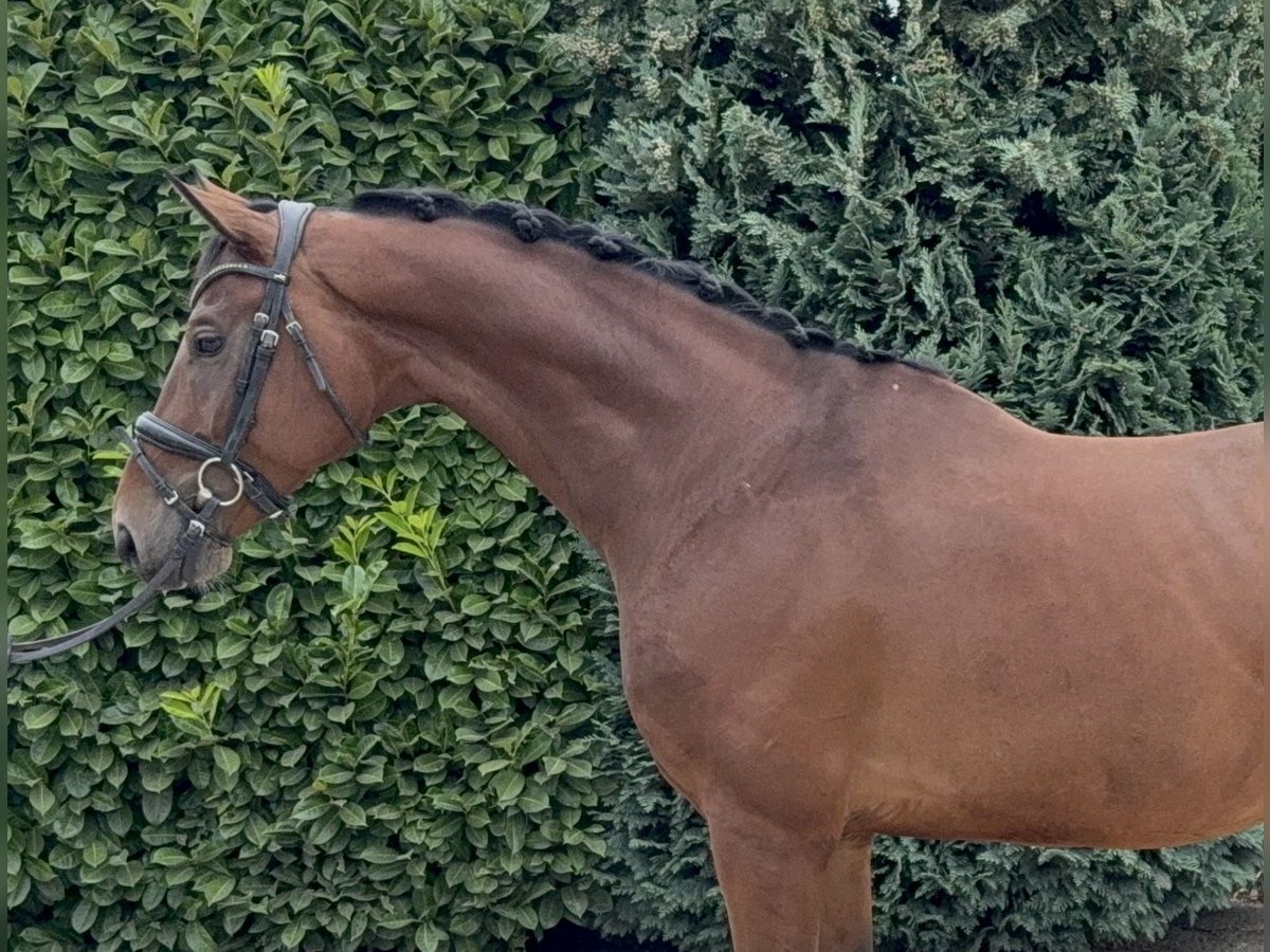 KWPN Gelding 8 years 16,2 hh Brown in Oud Gastel