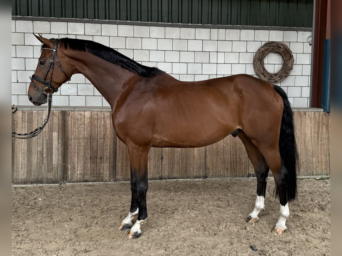KWPN Gelding 8 years 16,2 hh Brown in Oud Gastel