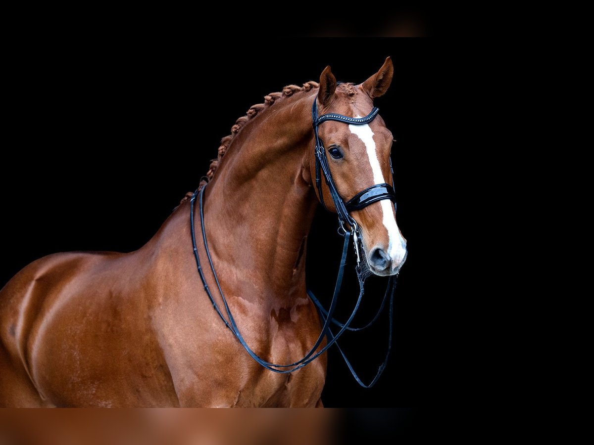 KWPN Gelding 8 years 16,2 hh Chestnut-Red in Kwadijk