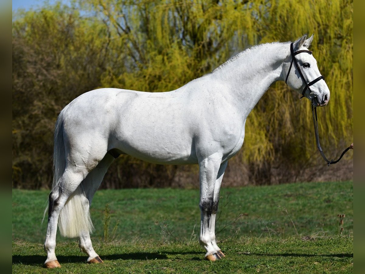 KWPN Gelding 8 years 16,2 hh Grey in Kecskemét