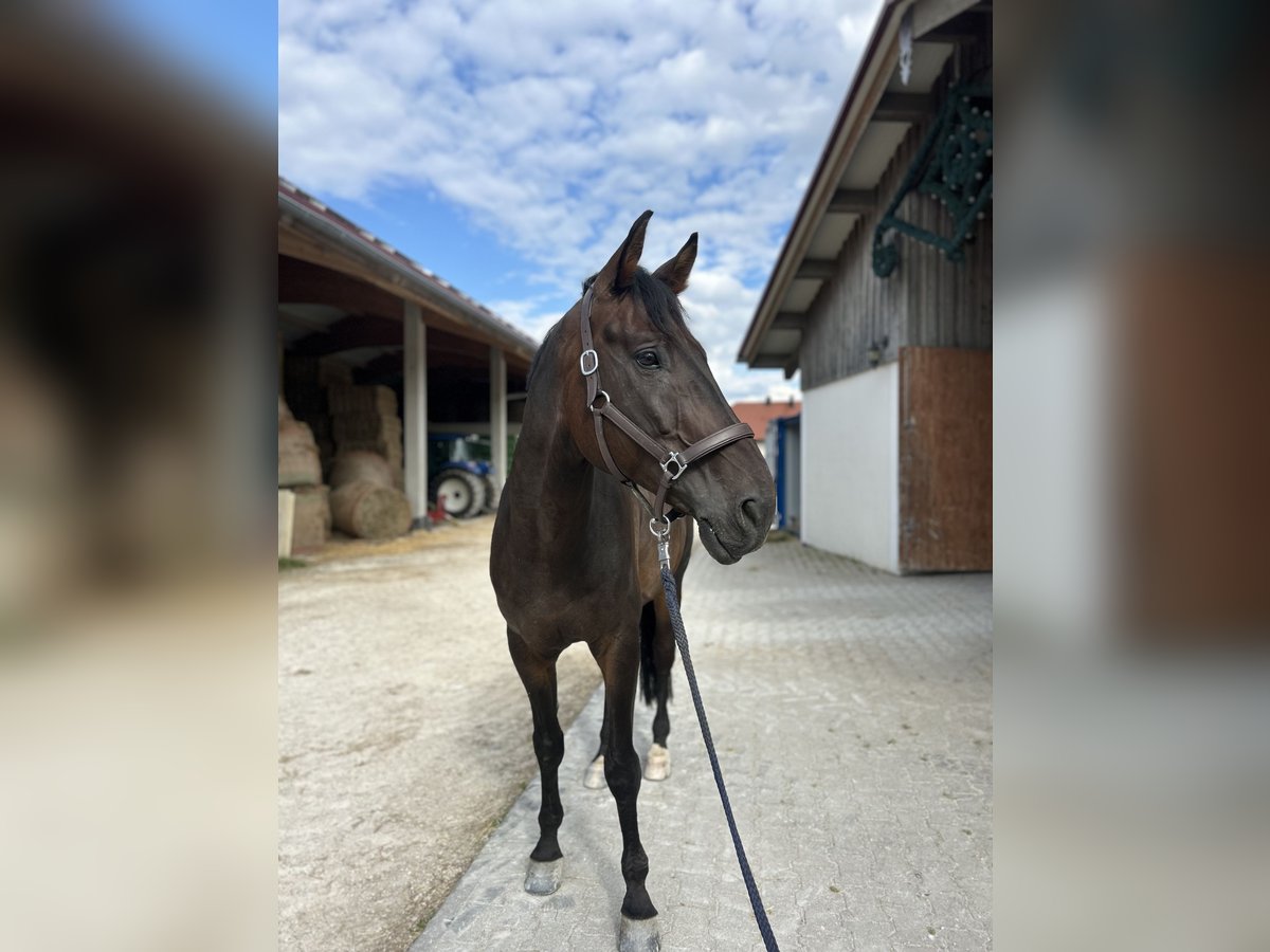 KWPN Gelding 8 years 16,3 hh Bay-Dark in Bad Endorf KWPN Gelding 8 years 16,3 hh Bay-Dark in Bad Endorf