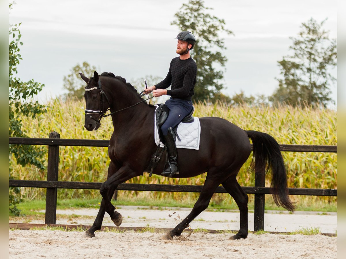 KWPN Gelding 8 years 17 hh Black in De Wilp