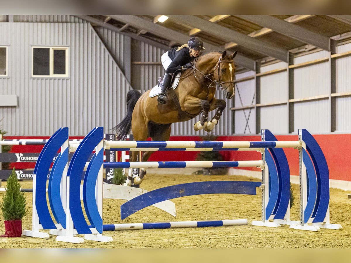 KWPN Gelding 8 years 17 hh Brown in Waddinxveen