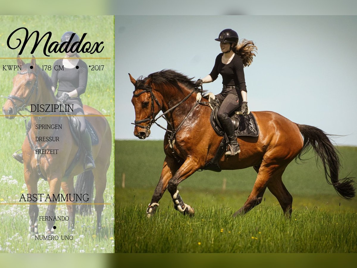 KWPN Gelding 8 years 17,1 hh Brown in Nettersheim