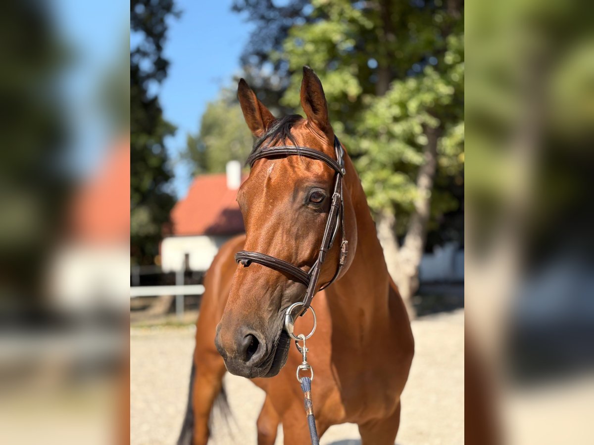 KWPN Gelding 8 years Bay in Bratislava