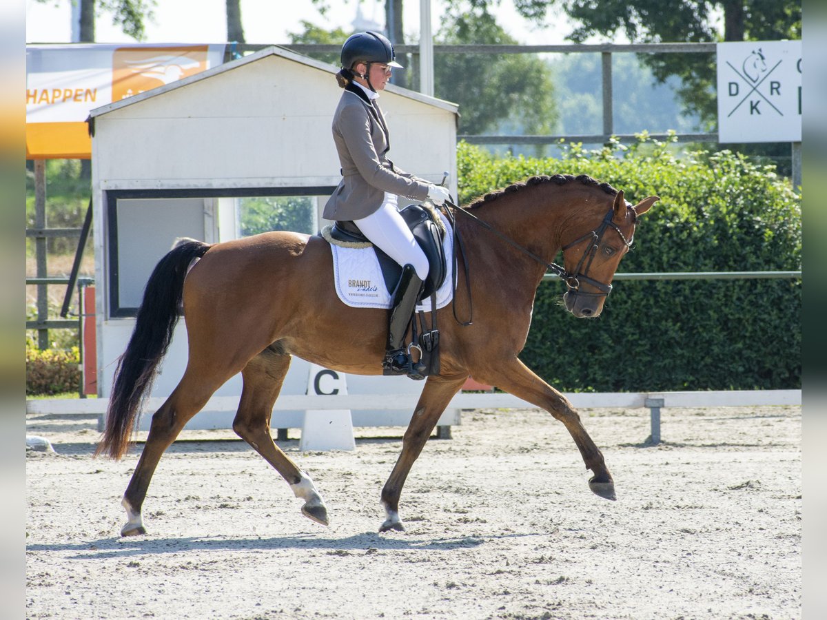 KWPN Gelding 9 years 15,2 hh Brown in Grijpskerke