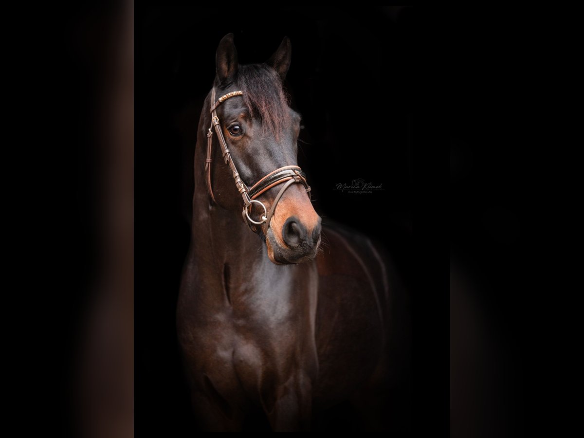 KWPN Gelding 9 years 16,1 hh Bay-Dark in Einbeck