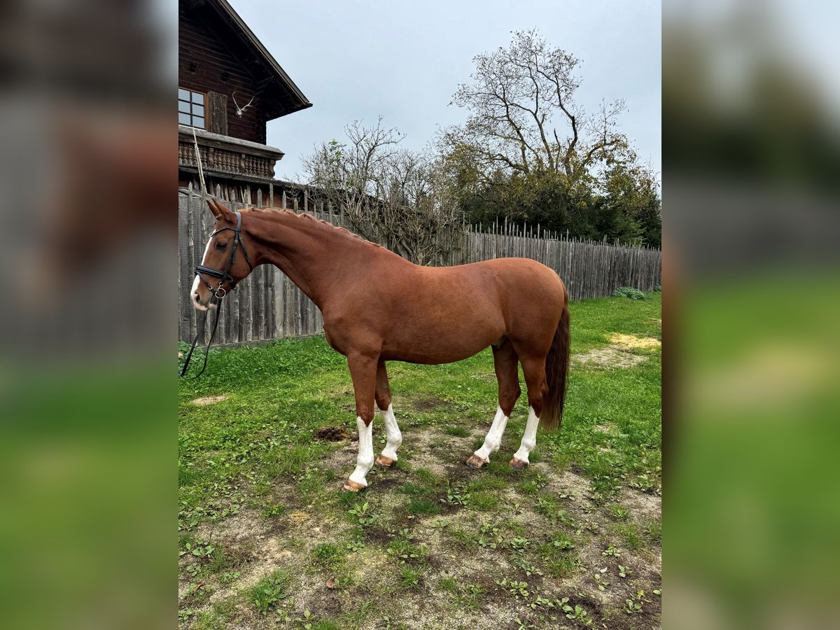 KWPN Gelding 9 years 16,1 hh Chestnut-Red in Amstetten