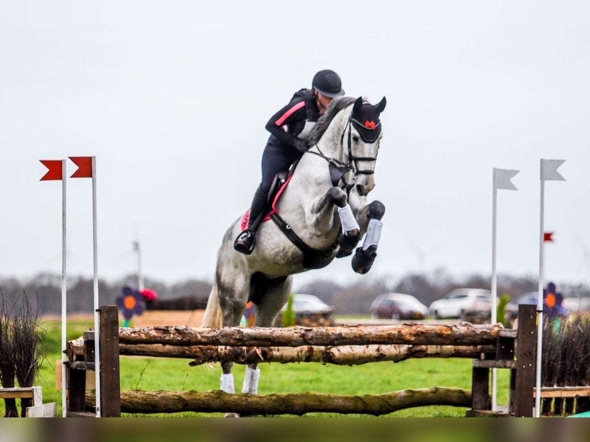 KWPN Gelding 9 years 16,1 hh Gray-Blue-Tan in Opende